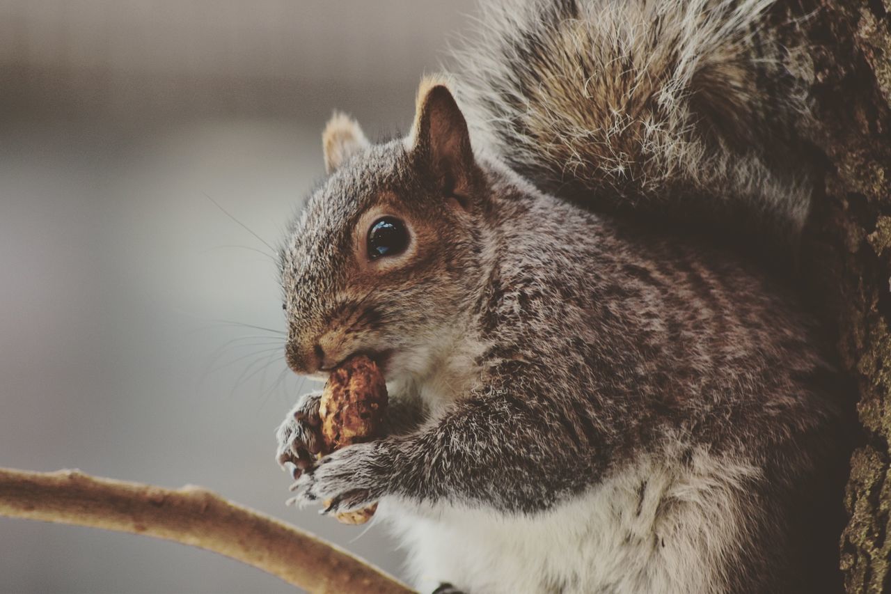 Close-up of squirrel with peanut