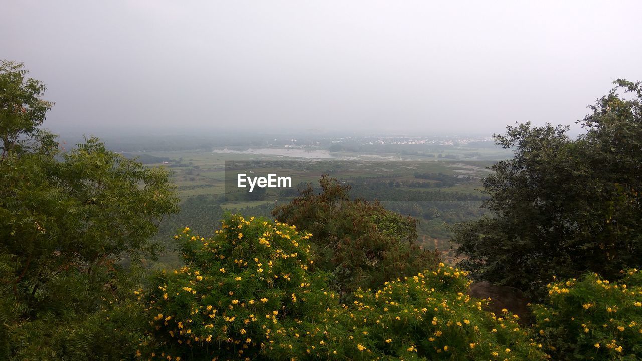 SCENIC VIEW OF TREES AGAINST SKY