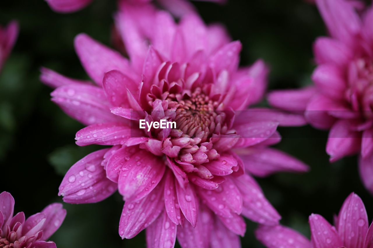CLOSE-UP OF FRESH PURPLE PINK WATER DROPS ON FLOWER