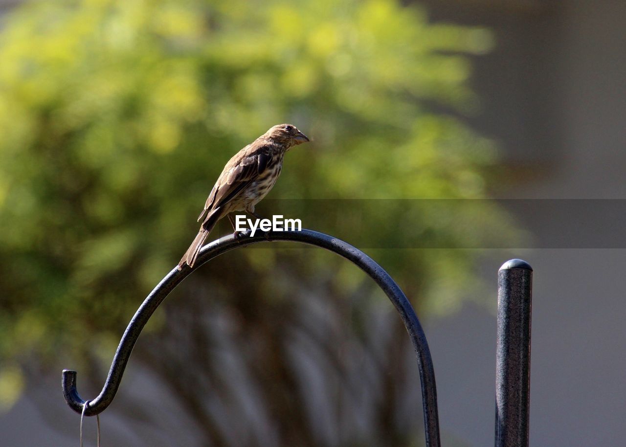 Close-up of bird perching on metal