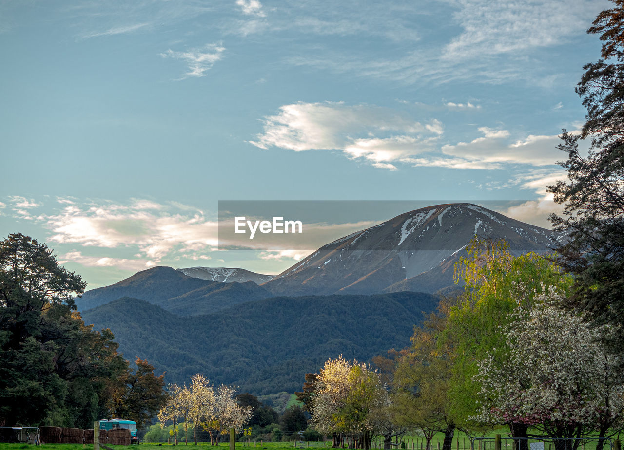 VIEW OF TREES WITH MOUNTAIN RANGE IN BACKGROUND