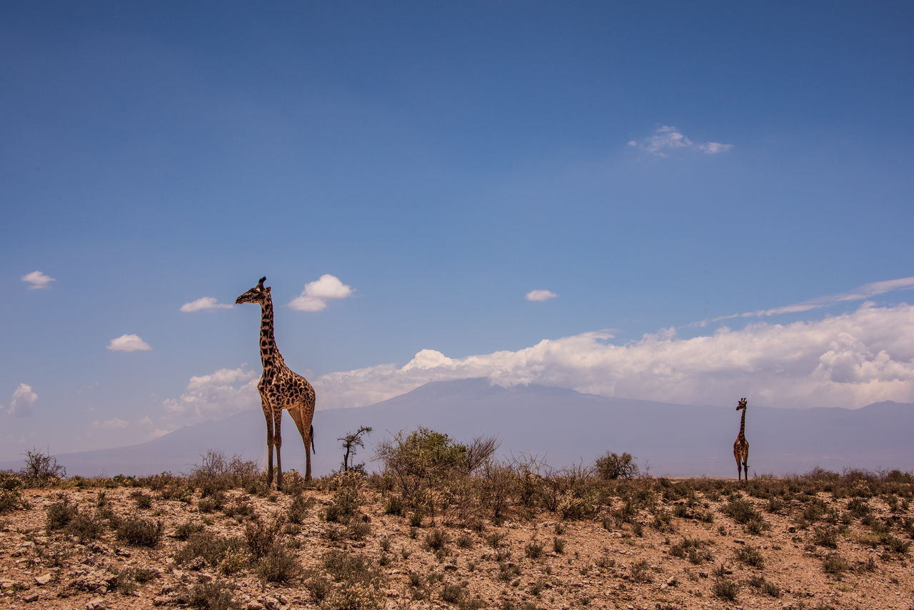 Giraffe standing on field against sky