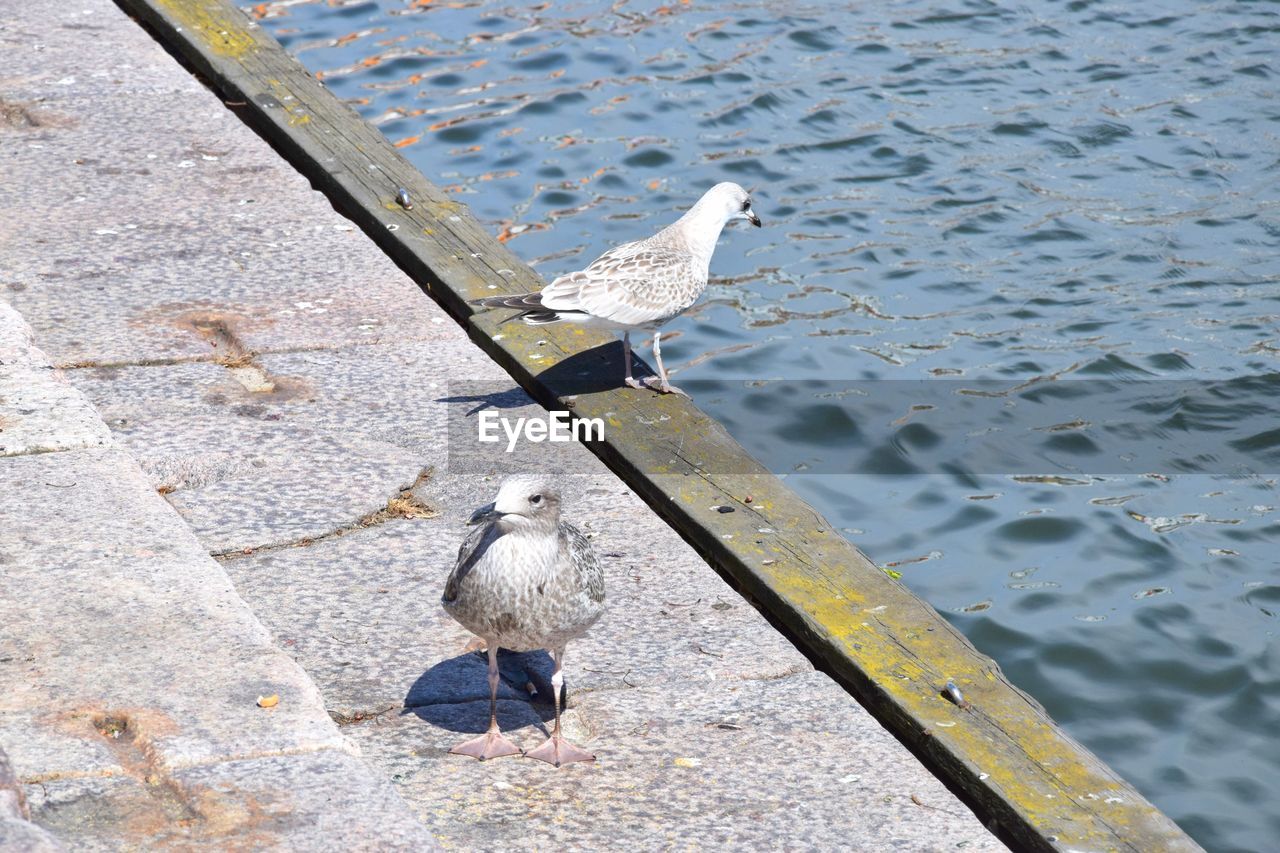 HIGH ANGLE VIEW OF SEAGULL PERCHING
