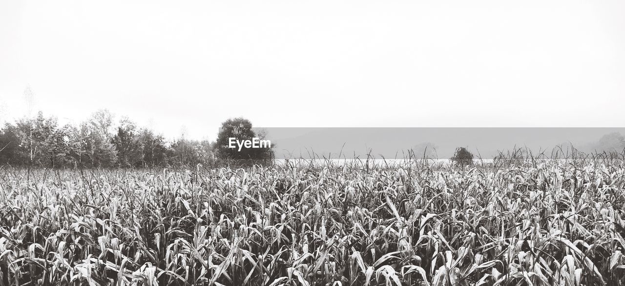 WHEAT GROWING ON FIELD AGAINST CLEAR SKY