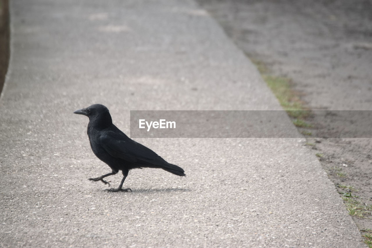 BIRD PERCHING ON A ROAD