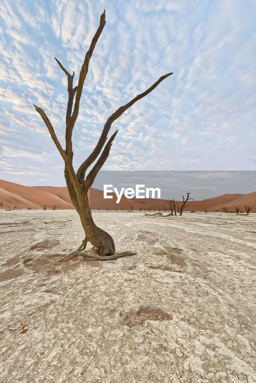 BARE TREE IN DESERT