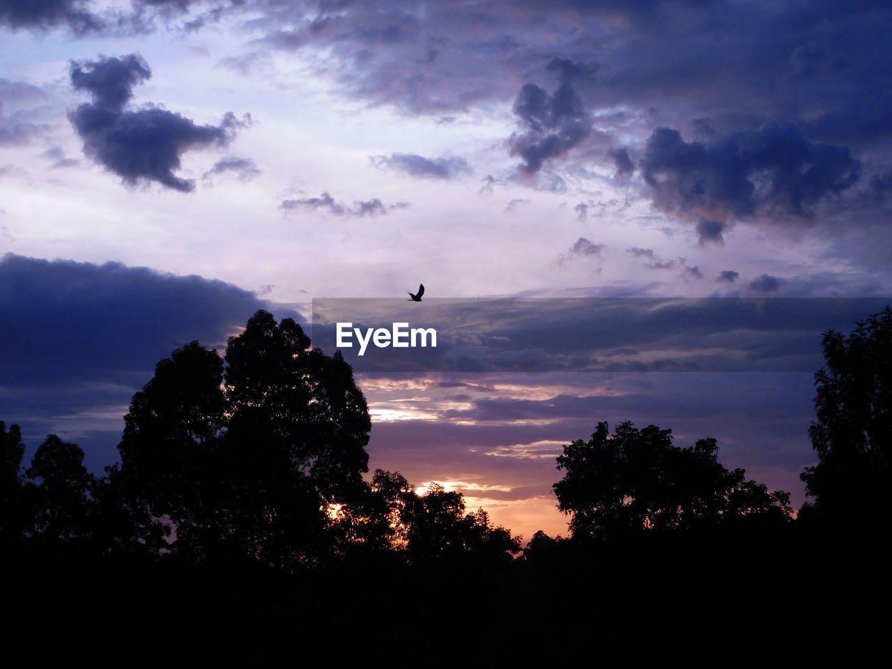 LOW ANGLE VIEW OF SILHOUETTE TREE AGAINST DRAMATIC SKY