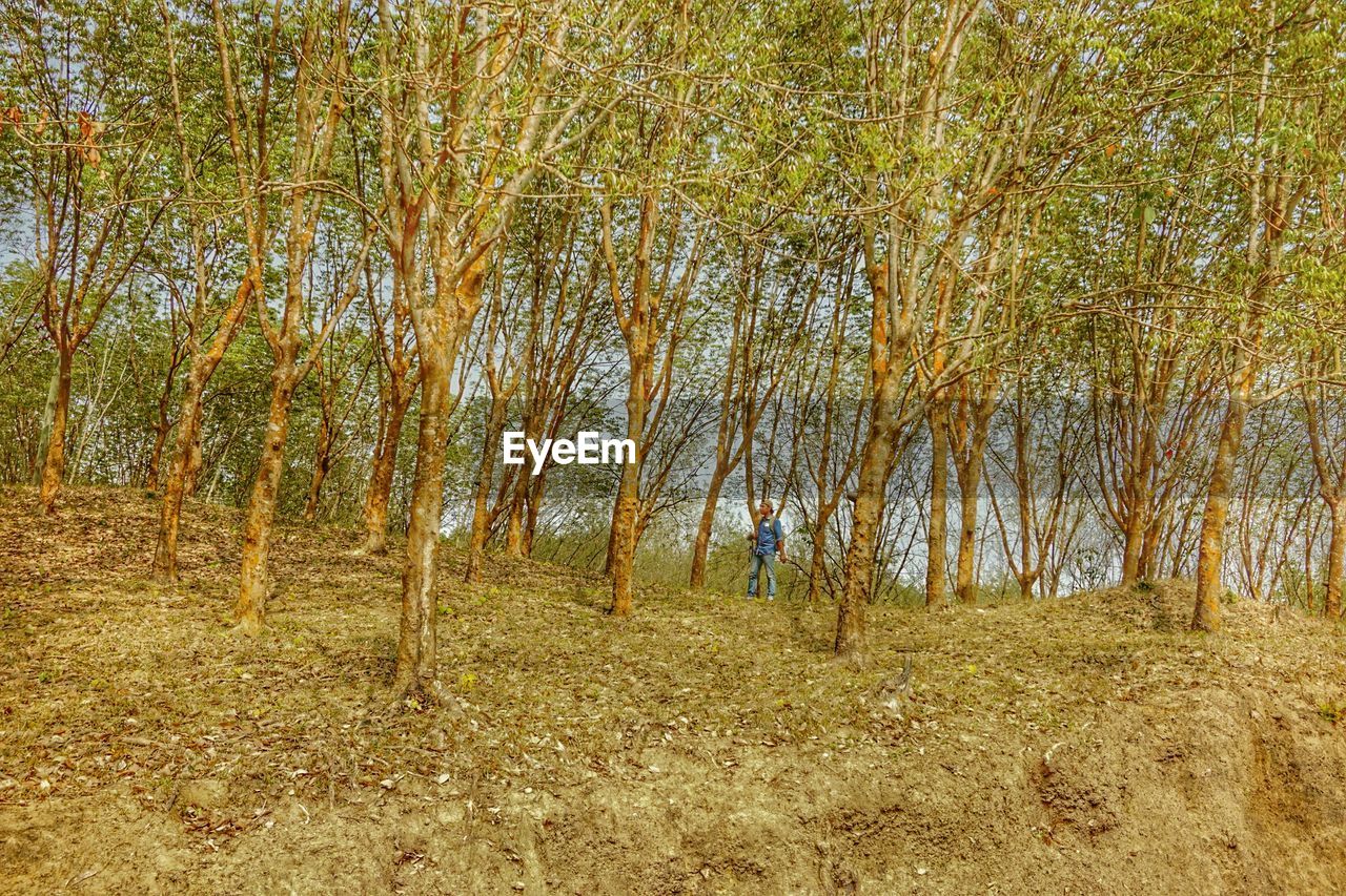 TREES ON LANDSCAPE