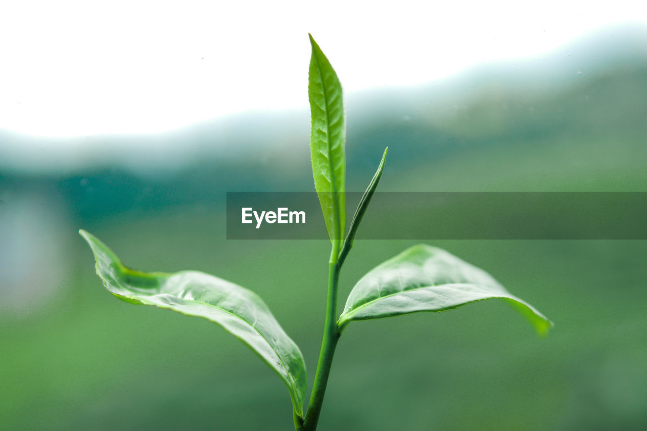 CLOSE-UP OF RAINDROPS ON GREEN LEAF