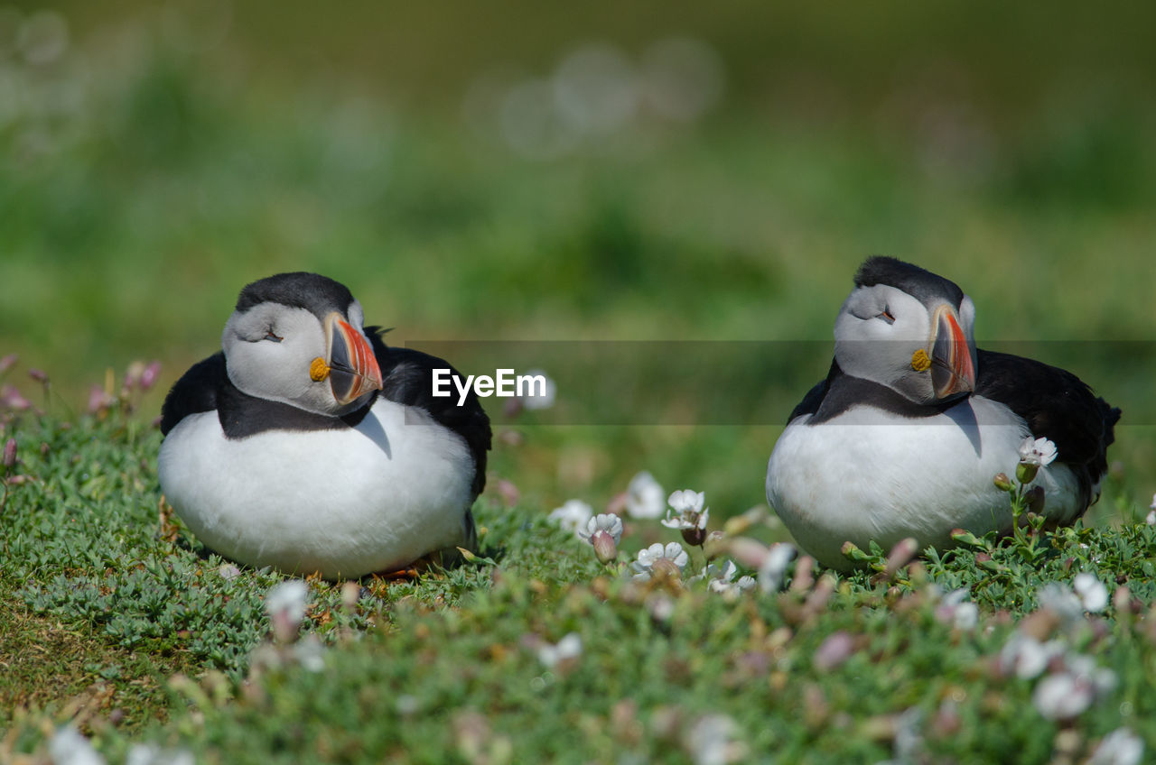 Atlantic puffins -fratercula arctica on skomer island 