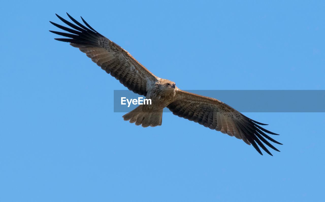 LOW ANGLE VIEW OF EAGLE FLYING AGAINST SKY