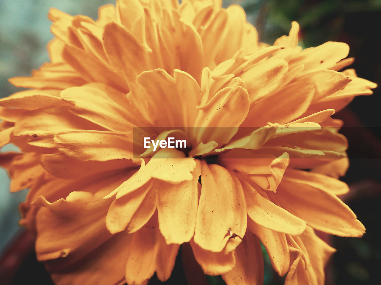close-up of yellow flower