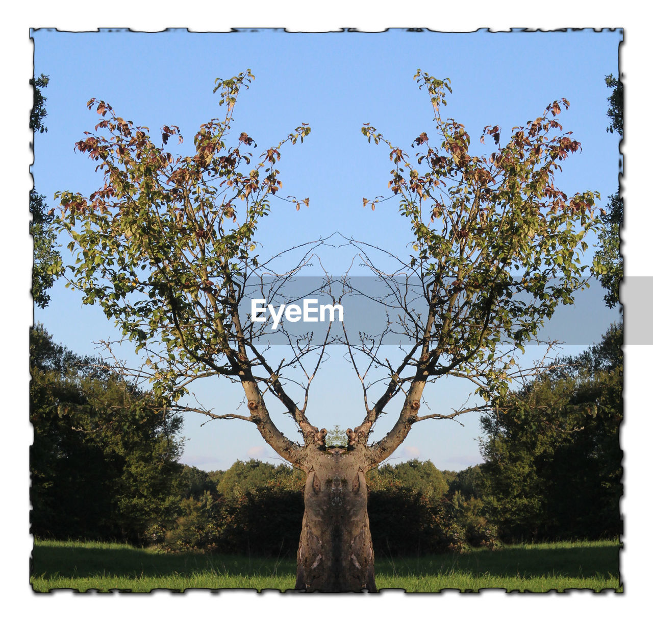 TREE ON FIELD AGAINST SKY