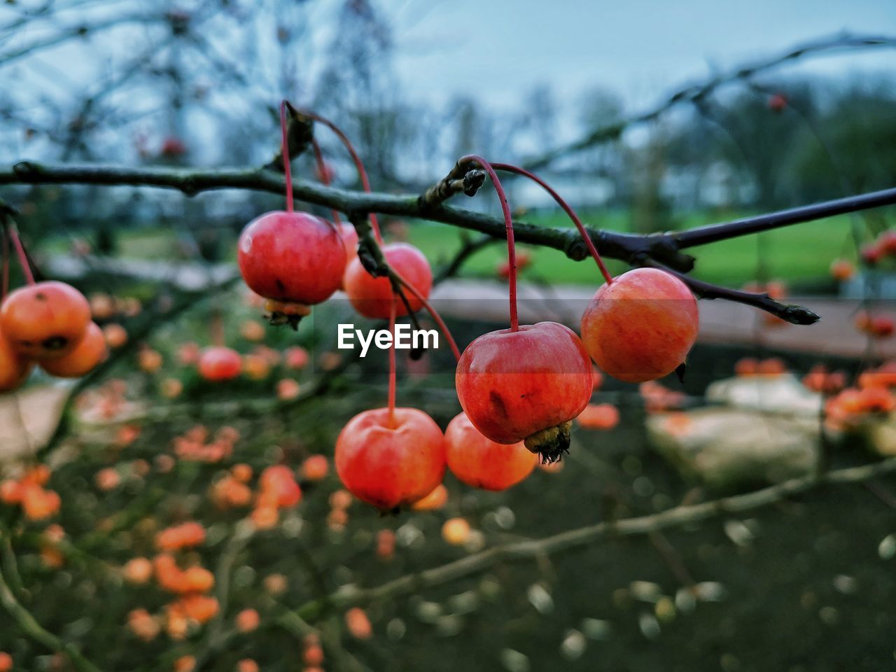 CLOSE-UP OF CHERRIES GROWING ON PLANT