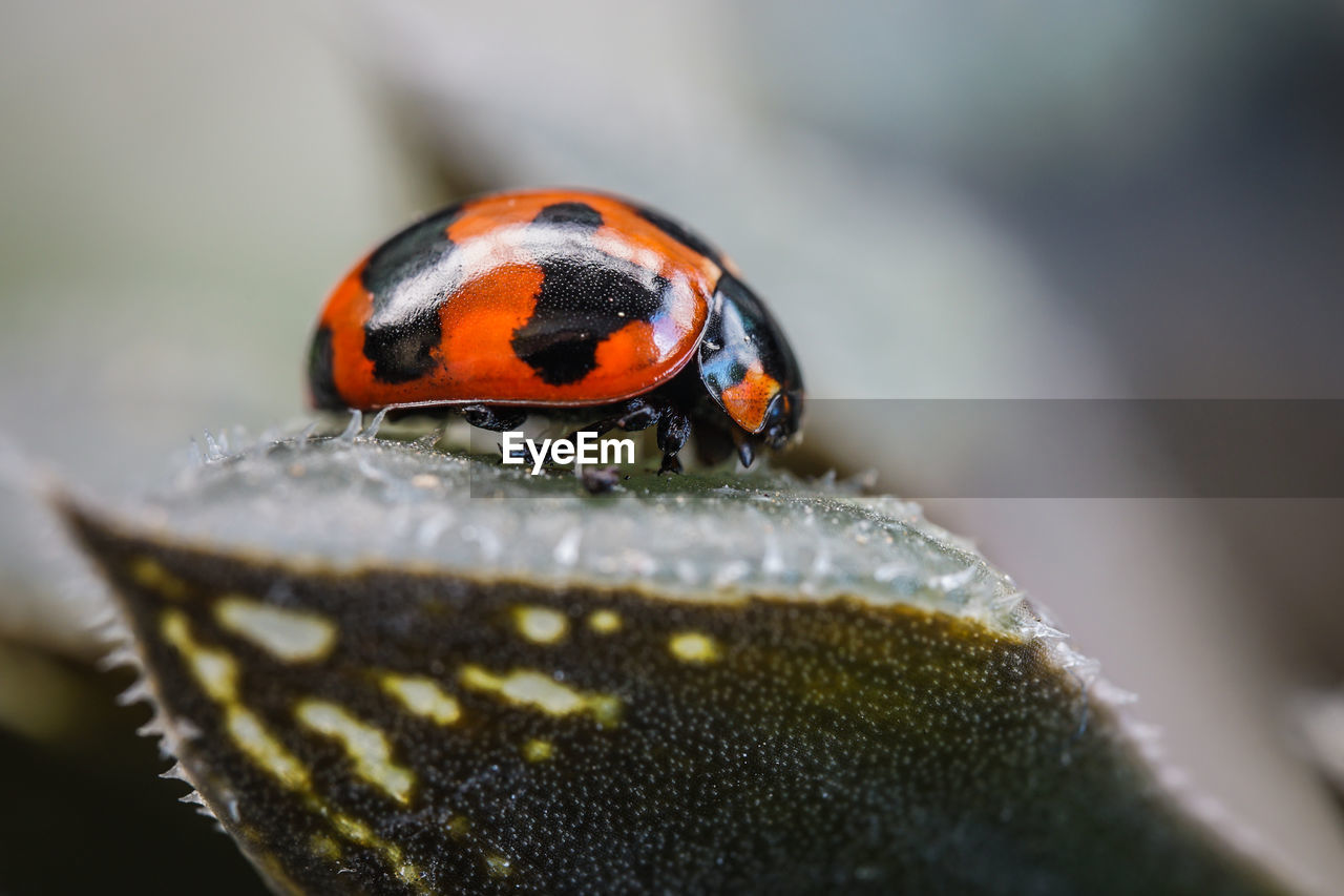 ladybug, animal themes, animal, animal wildlife, beetle, insect, one animal, close-up, wildlife, macro photography, nature, spotted, no people, selective focus, macro, beauty in nature, outdoors, day, focus on foreground, red, lap dog, plant