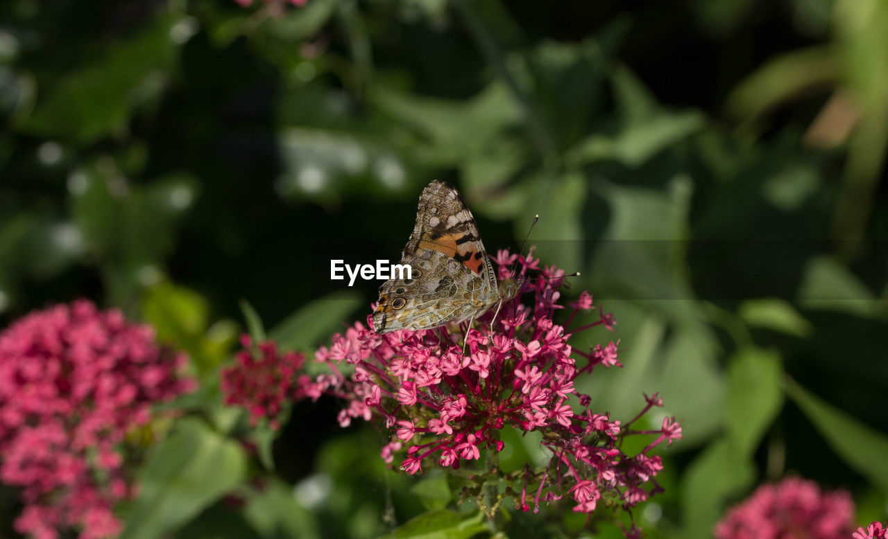 Close-up of butterfly pollinating on pink flower