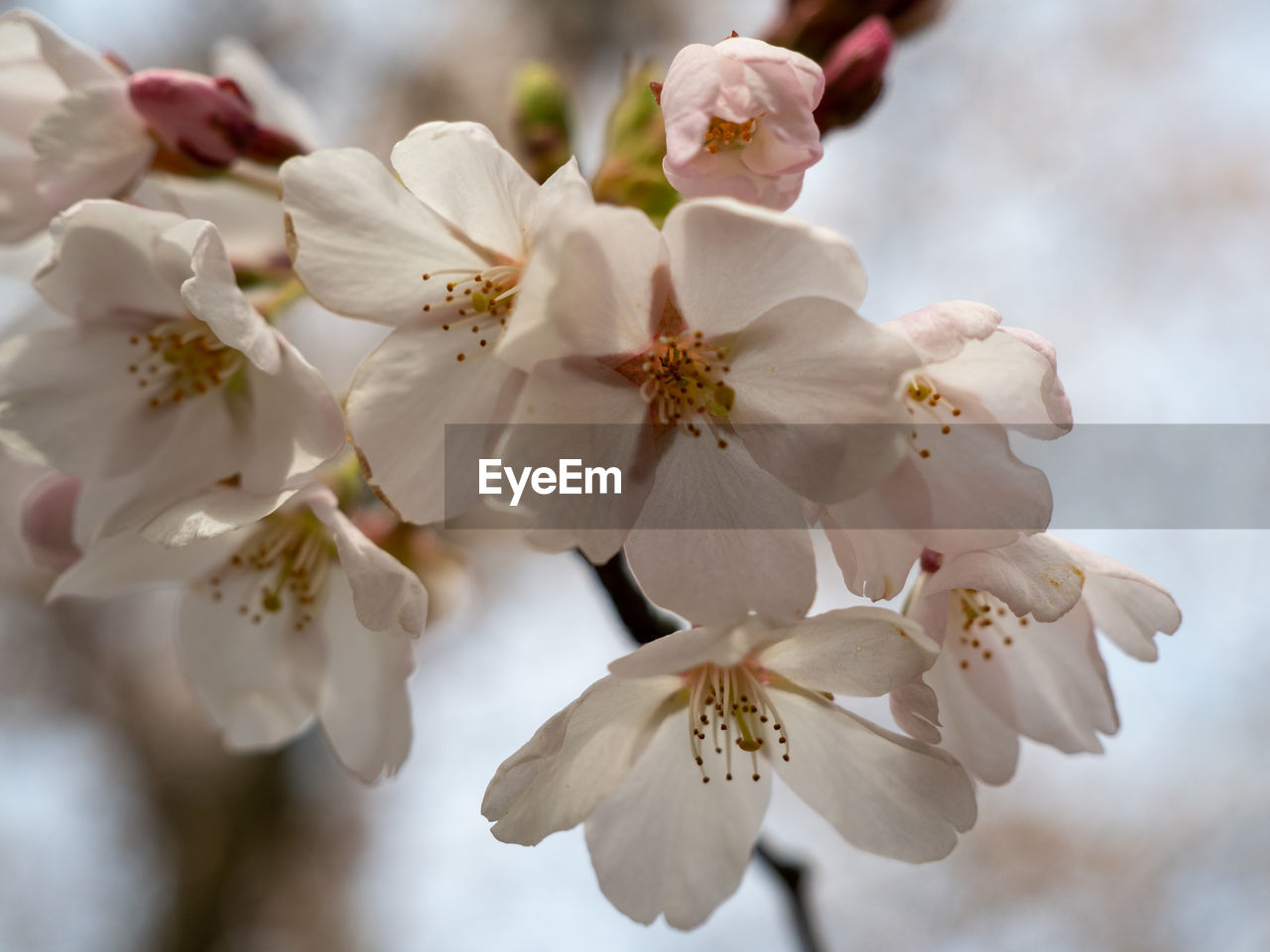 plant, flower, flowering plant, freshness, beauty in nature, blossom, fragility, springtime, growth, tree, close-up, food, nature, produce, flower head, spring, branch, petal, inflorescence, cherry blossom, white, pollen, focus on foreground, macro photography, no people, fruit, twig, botany, almond tree, outdoors, pink, stamen, fruit tree, day, almond, selective focus, food and drink, cherry tree, apricot