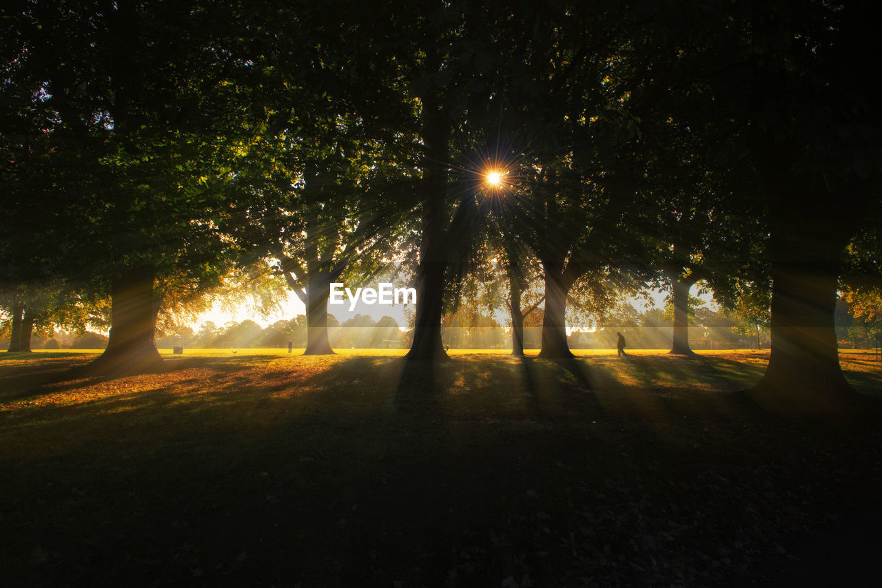 Sunlight streaming through trees