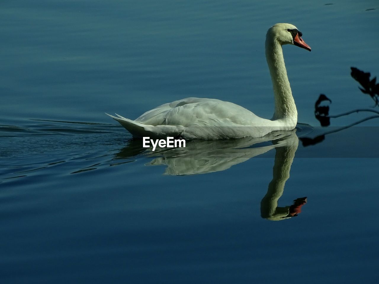 SWAN FLOATING ON LAKE