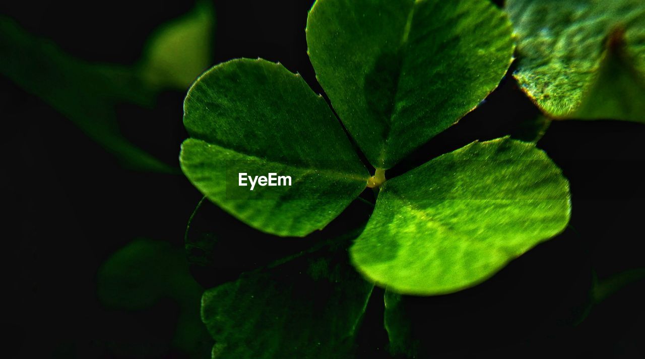 High angle view of green leaves