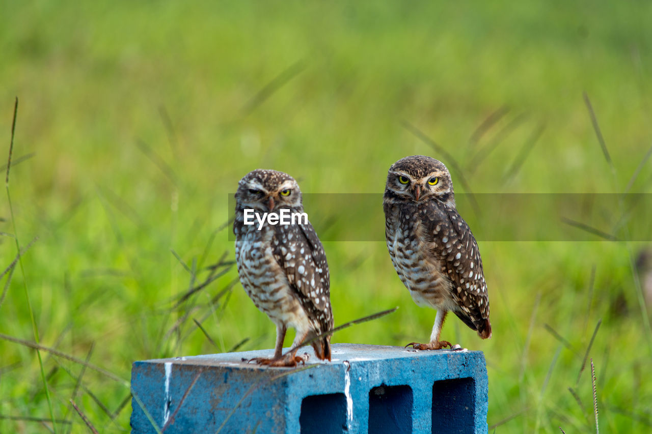 Owls on grass field