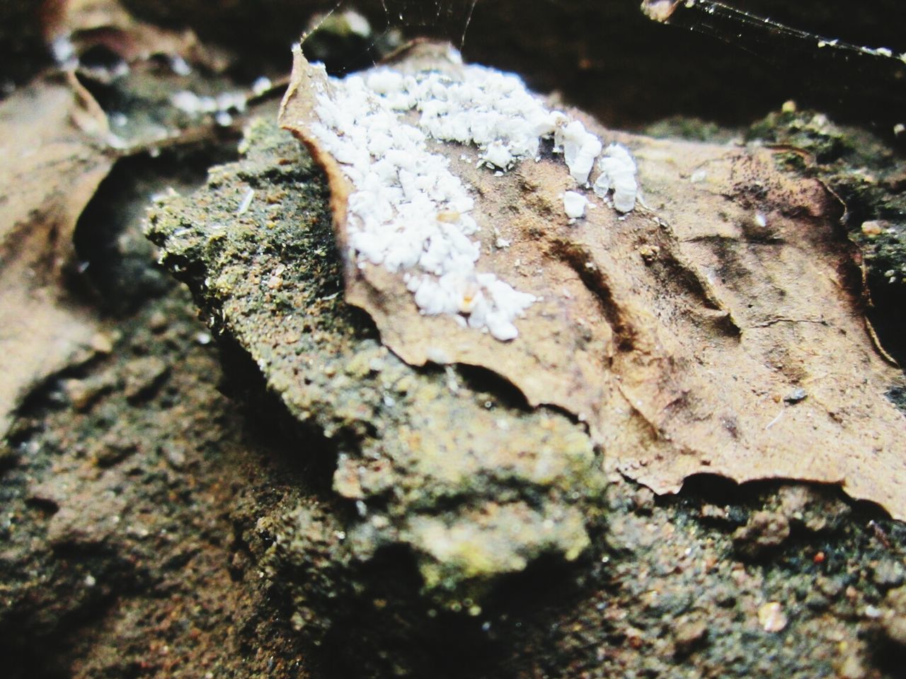 CLOSE-UP OF TREE TRUNK