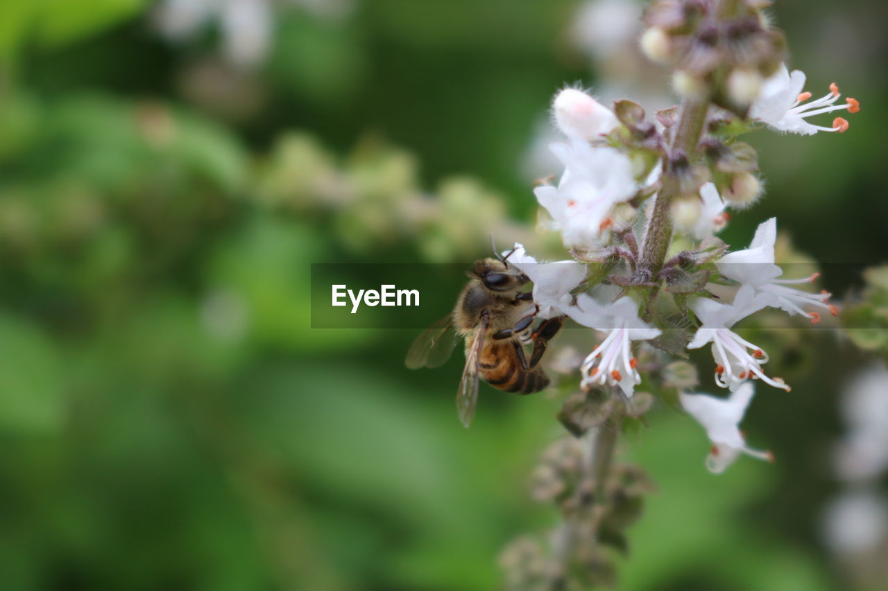 BEE POLLINATING FLOWER