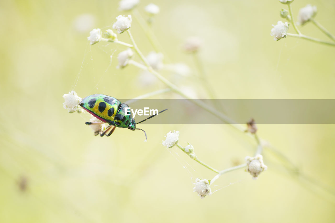 Close-up of bug on plant