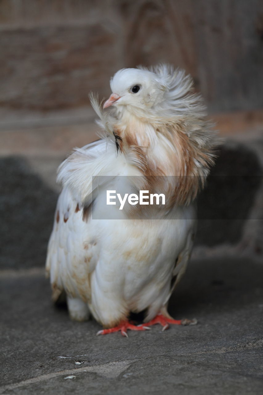 Close-up of a white jacobin pigeon