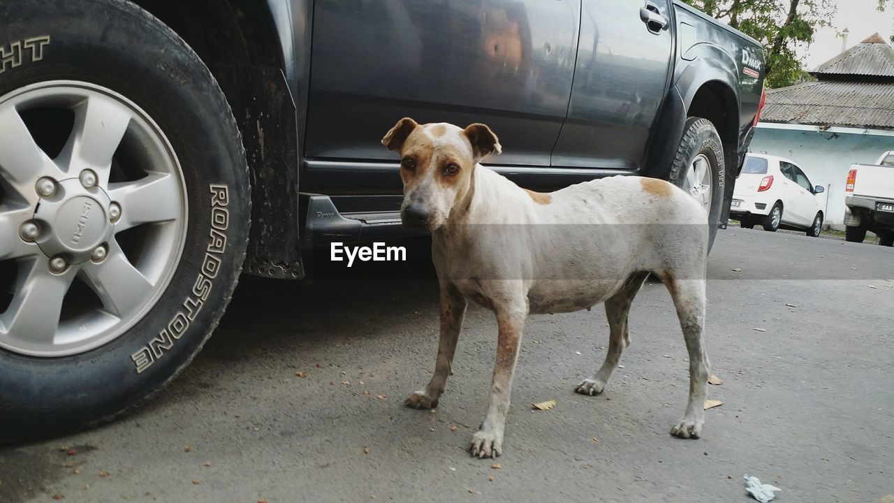 DOG STANDING IN A CAR