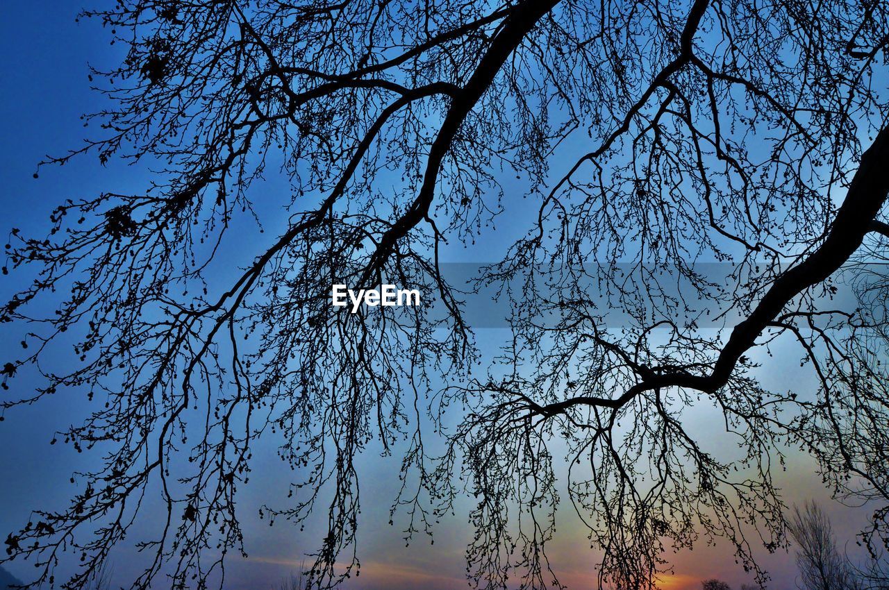 LOW ANGLE VIEW OF SILHOUETTE TREE AGAINST CLEAR SKY