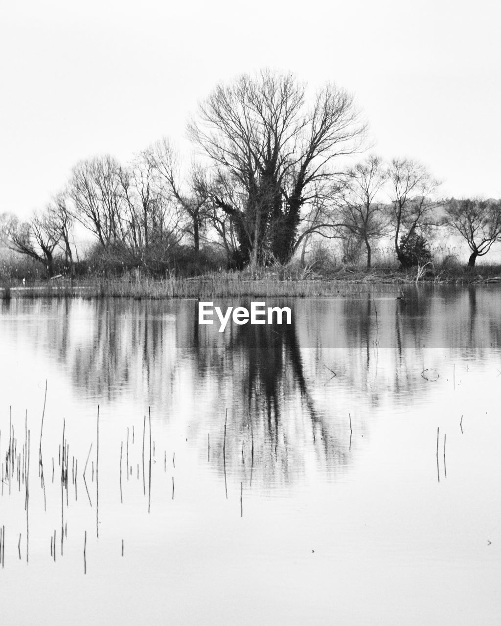 REFLECTION OF TREES IN LAKE AGAINST SKY