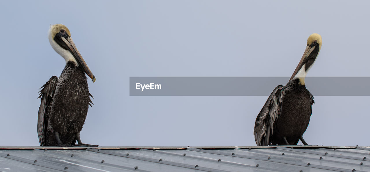 BIRDS PERCHING ON WOOD