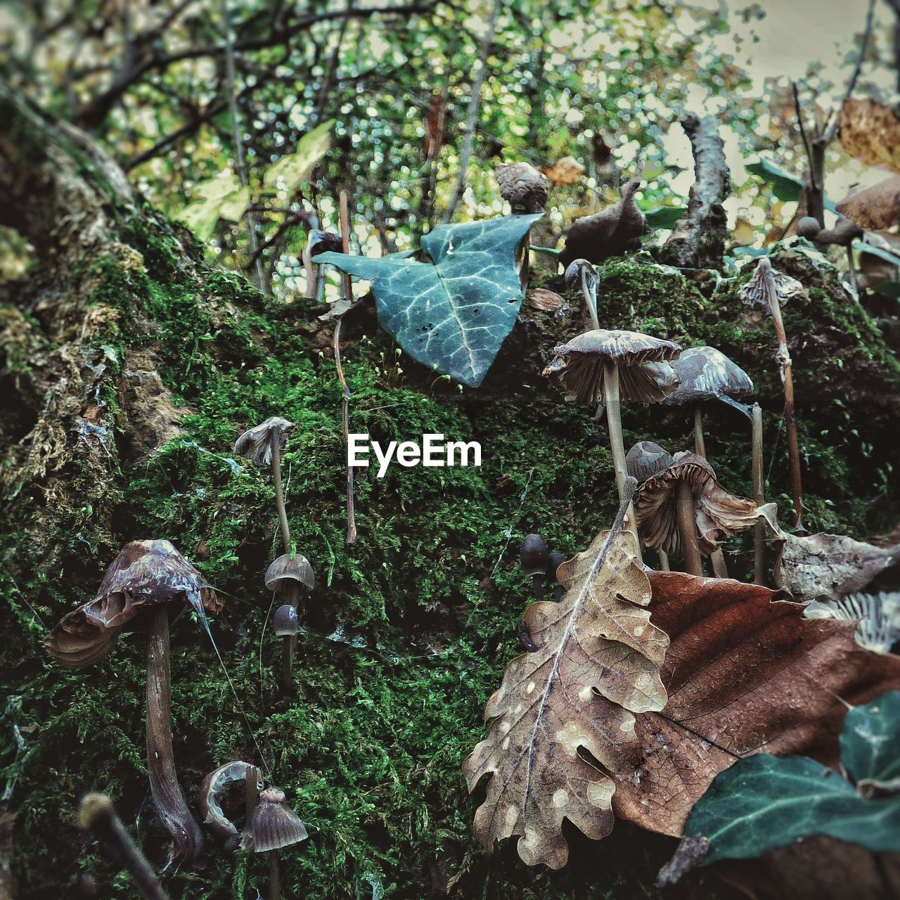 CLOSE-UP OF MUSHROOMS GROWING ON LAND