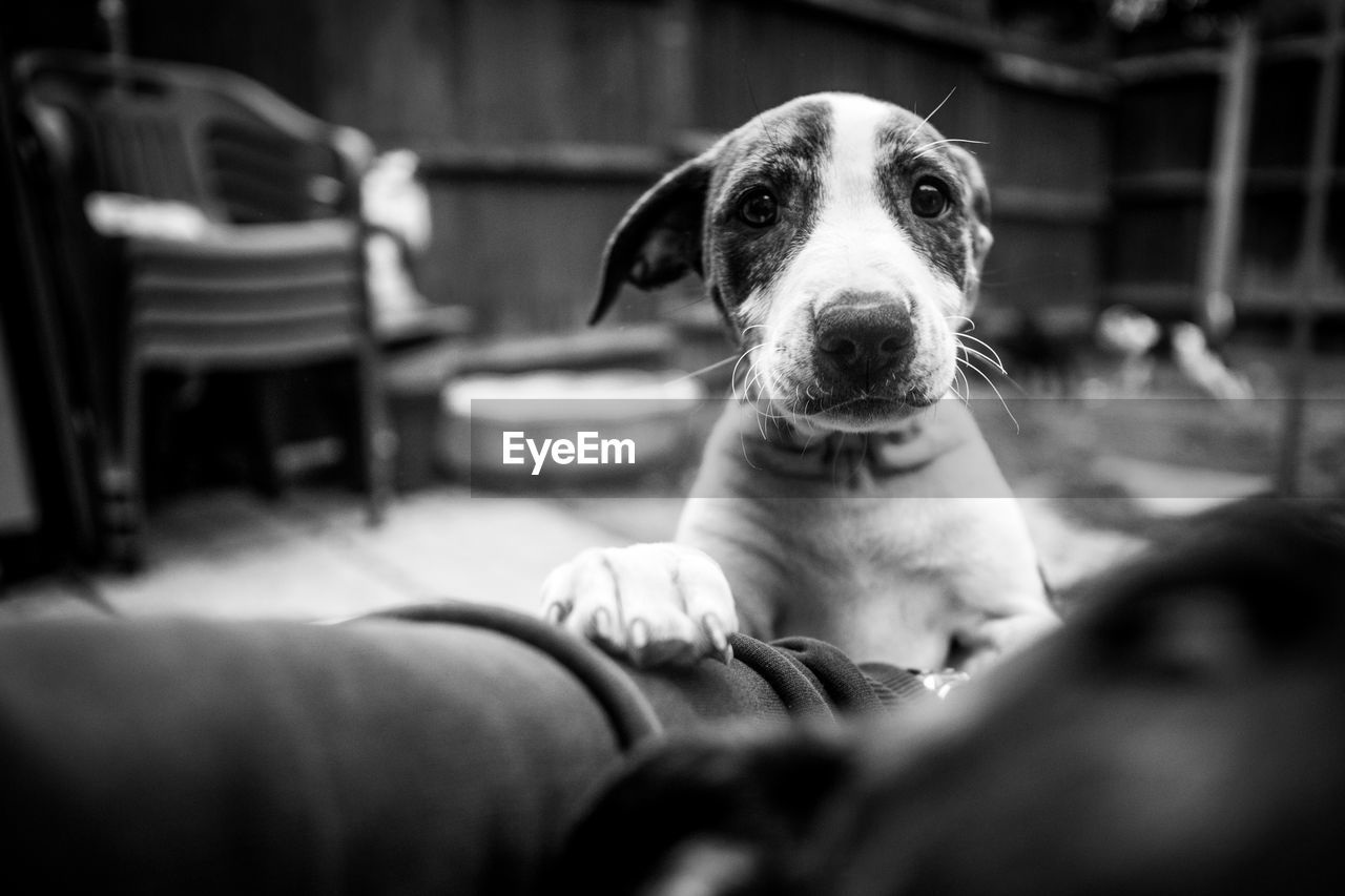 CLOSE-UP OF DOG LOOKING AT CAMERA