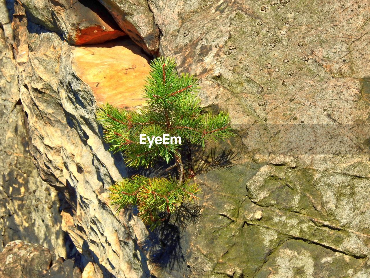 Close-up of moss growing on tree trunk