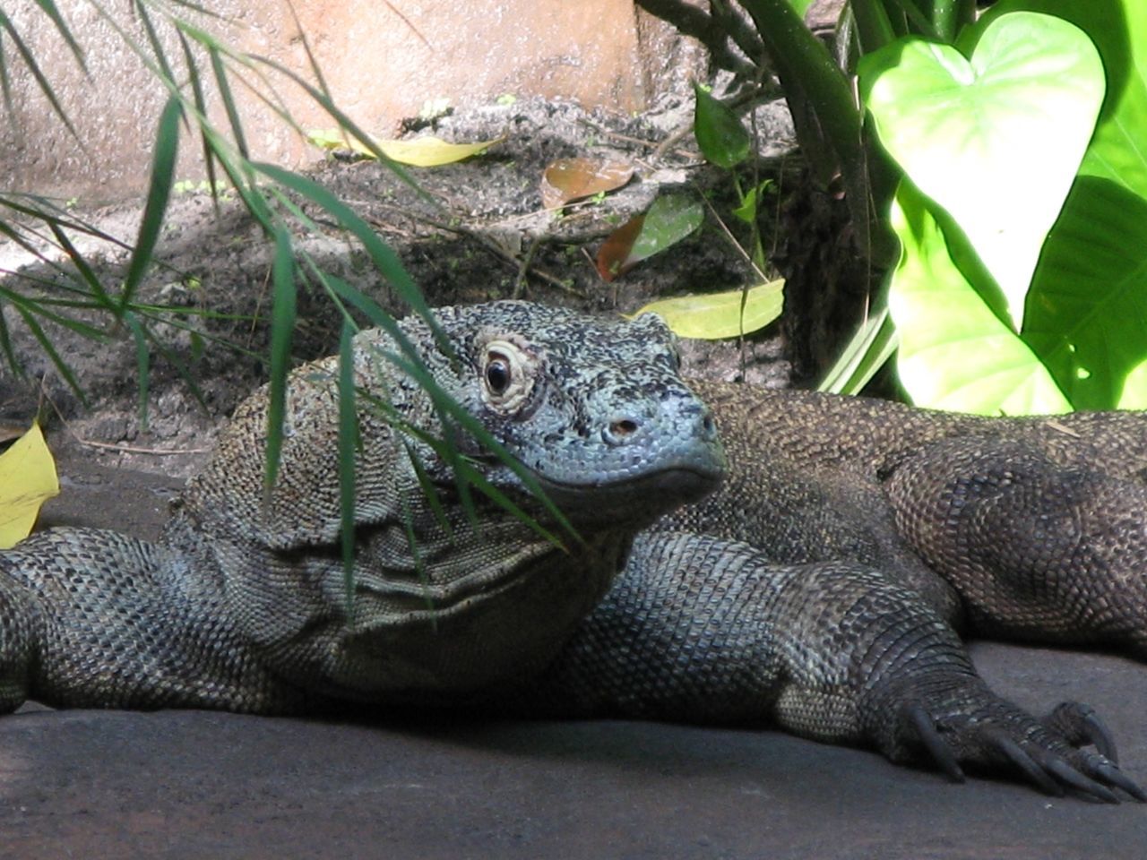 CLOSE-UP OF LIZARD ON ROCK