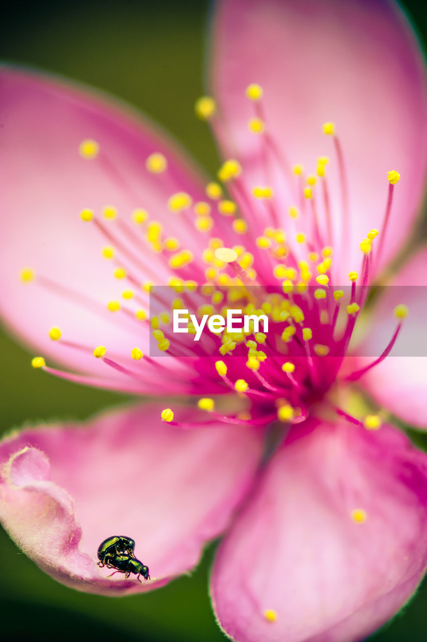 CLOSE-UP OF PINK FLOWER ON PLANT