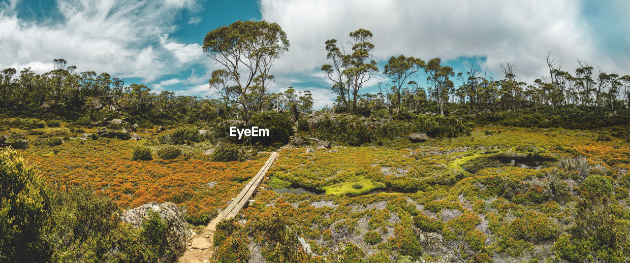 Panoramic view of trees on landscape against sky