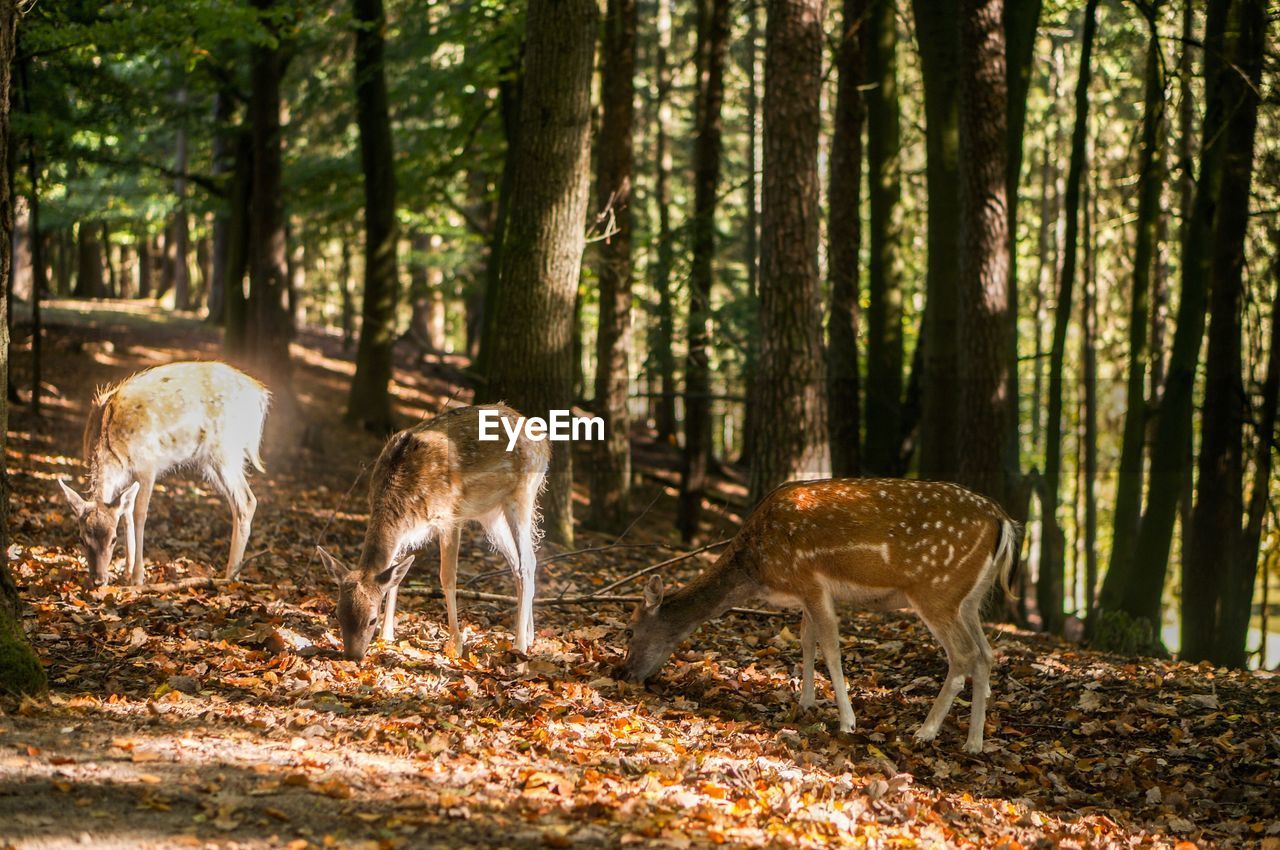 DEER IN A FIELD