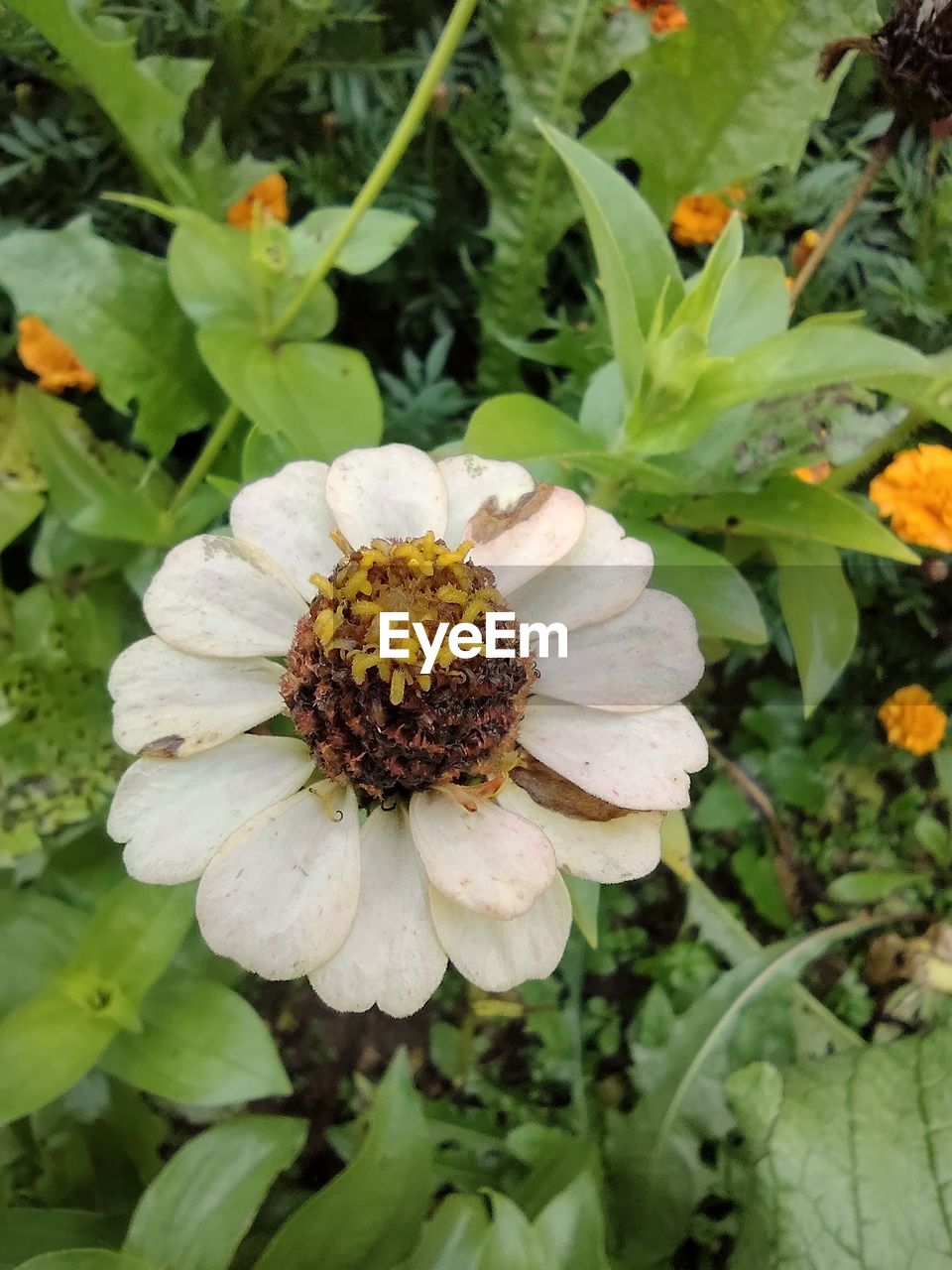 CLOSE-UP OF WHITE FLOWER WITH GREEN PLANT