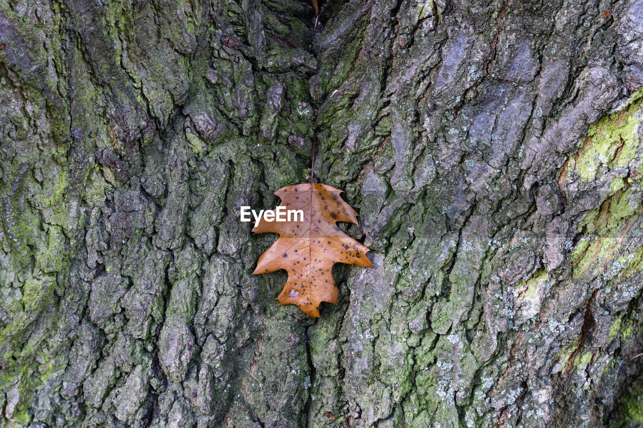 CLOSE-UP OF LICHEN ON TREE TRUNK DURING AUTUMN