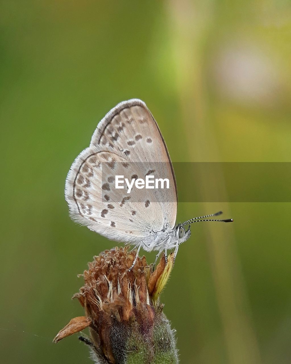 Close-up of butterfly pollinating on flower