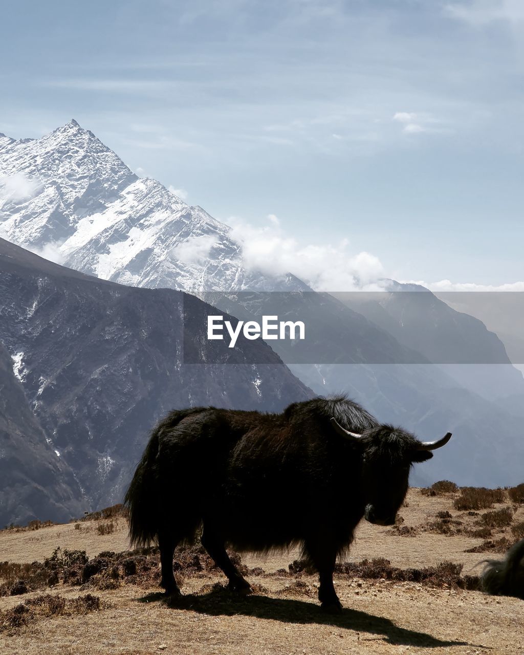 View of nak yak on snowcapped mountain against sky