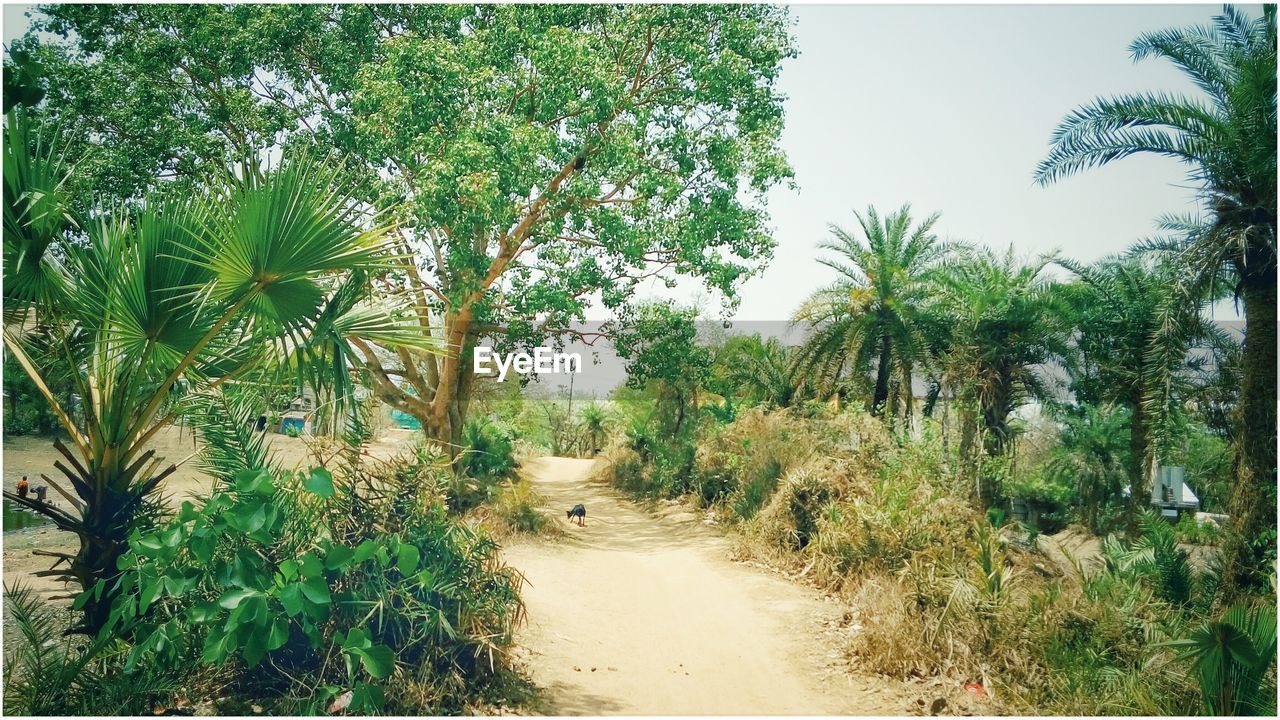 Footpath amidst trees