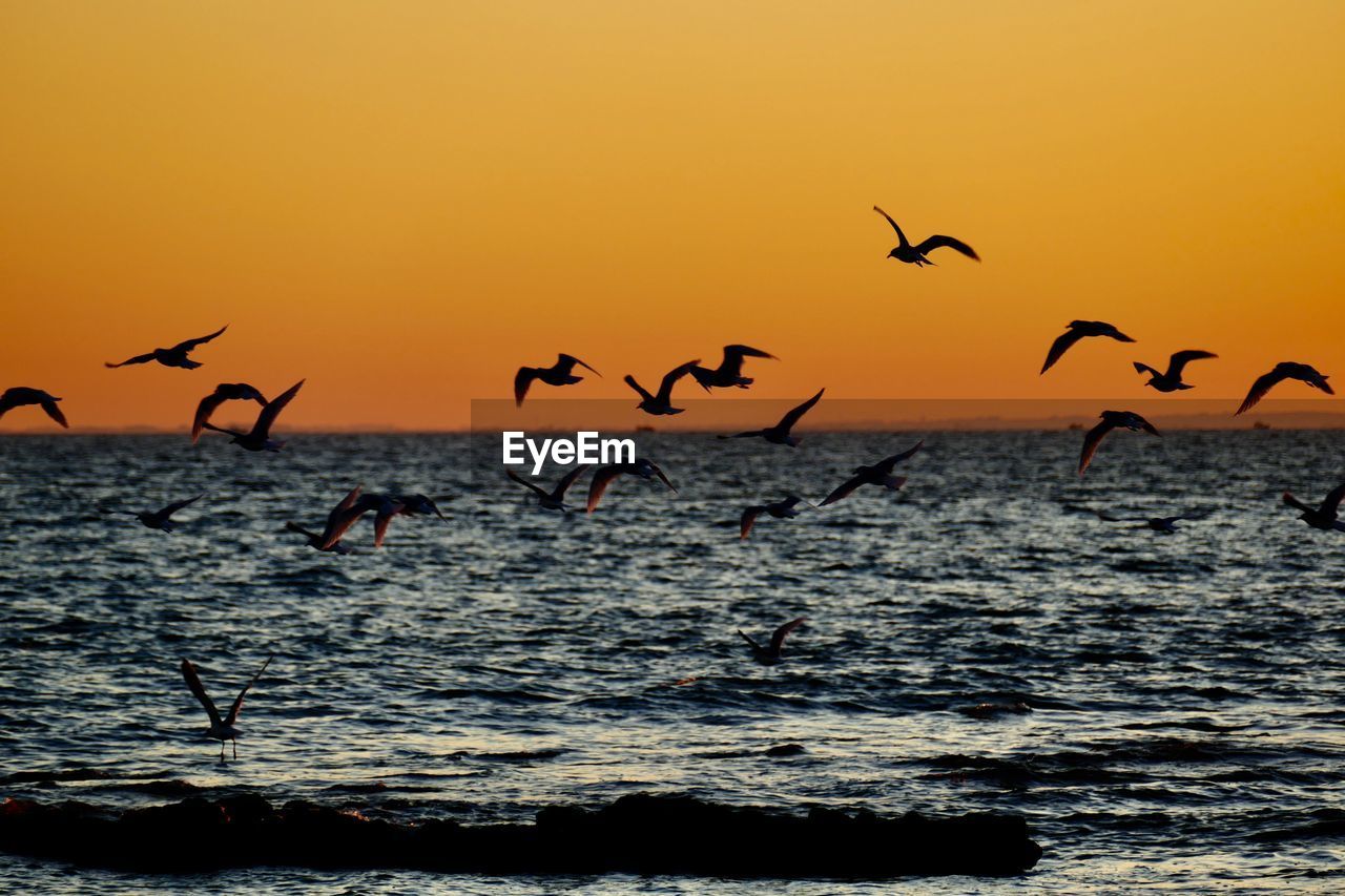 BIRDS FLYING OVER SEA AGAINST SKY