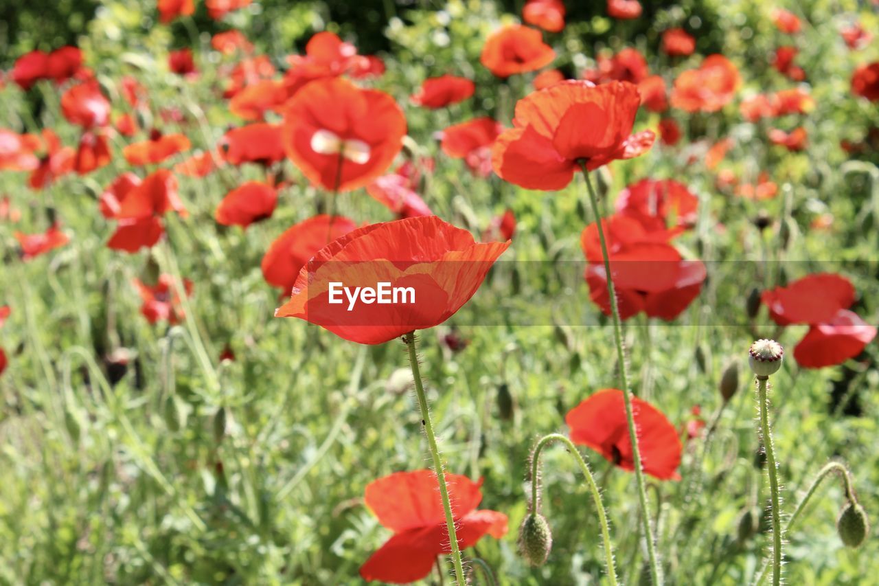 CLOSE-UP OF RED POPPY FLOWERS