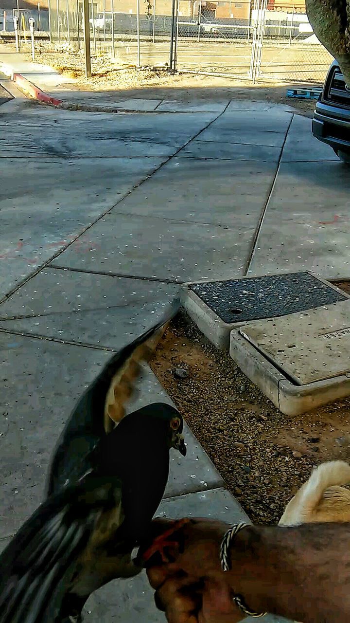 Pigeon on cropped hand of man