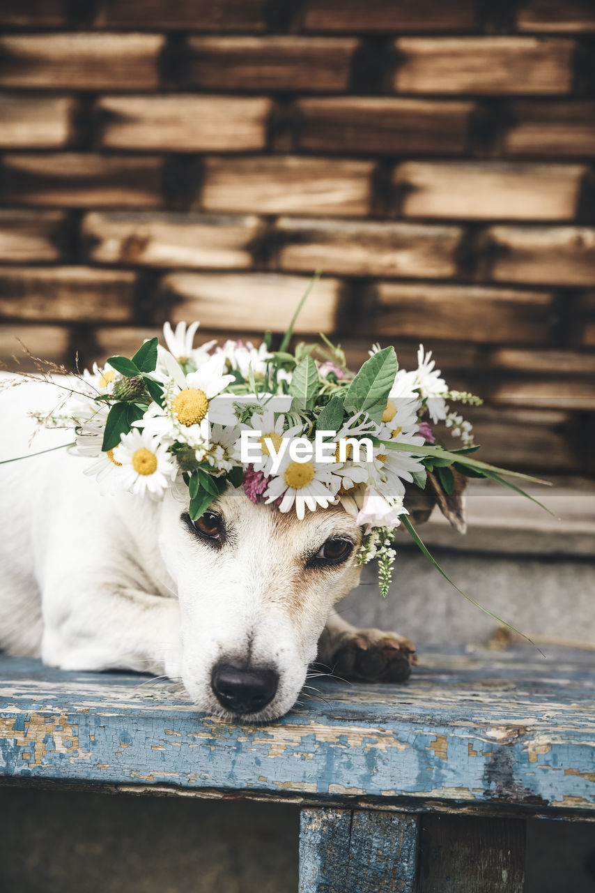 Portrait of the dog jack russell in  wreath of summer daisies on background of  house in the country