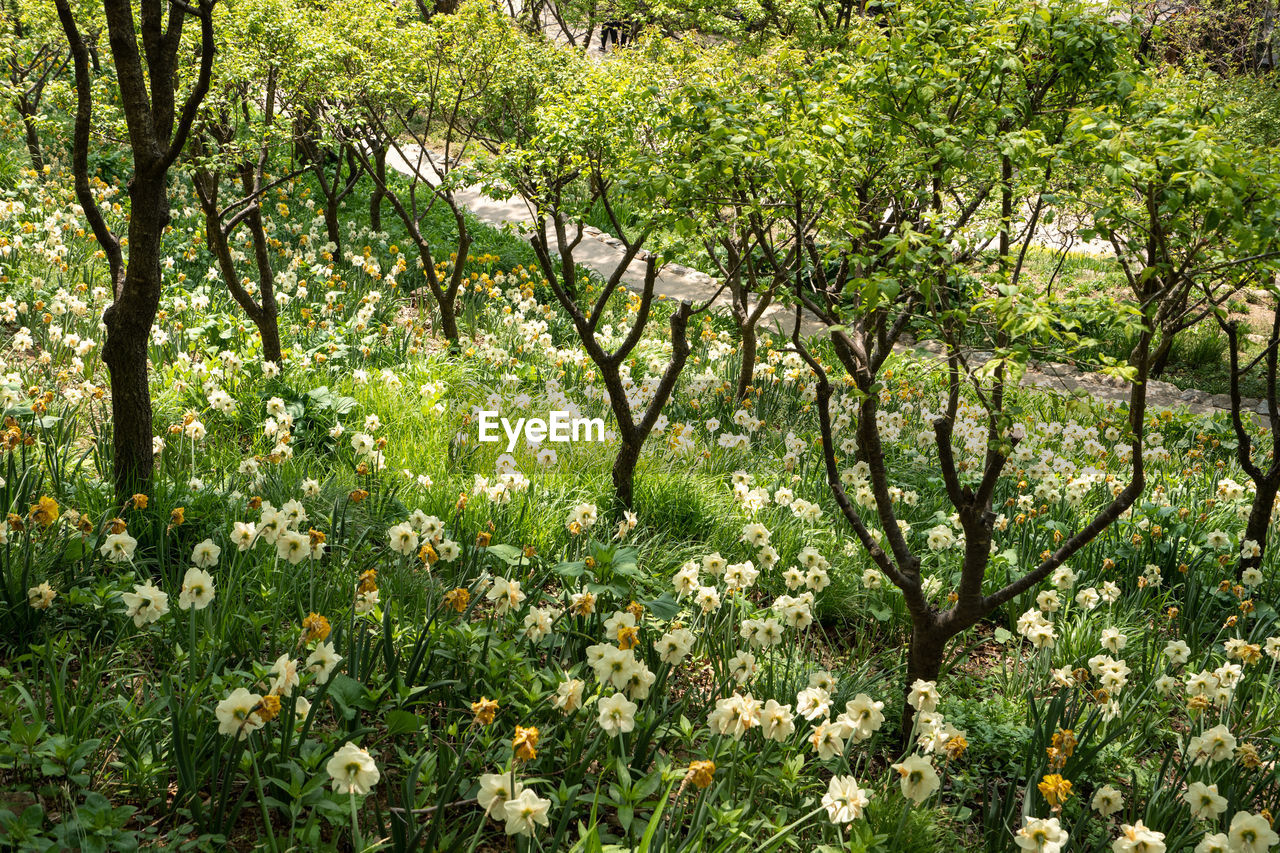 VIEW OF FLOWERING PLANTS IN FOREST